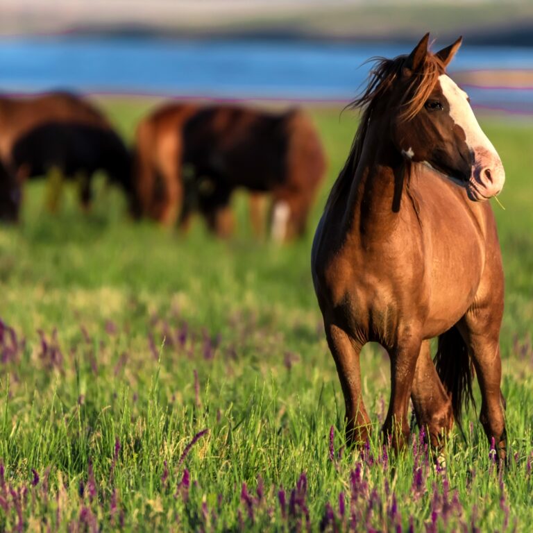 therapy with horses in Kenosha therapy with horses in Kenosha, equine-assisted therapy Wisconsin, healing with horses