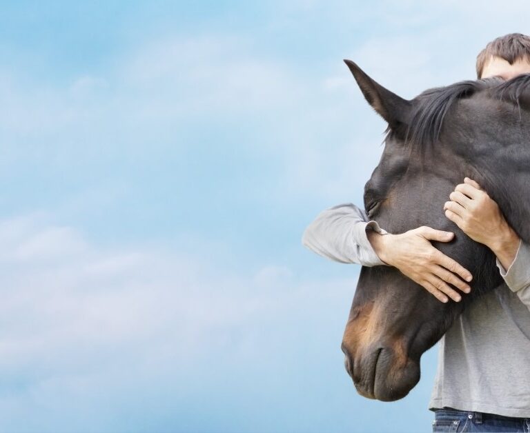 conflict resolution therapy in Kenosha conflict resolution therapy in Kenosha, equine therapy Kenosha, therapy with horses
