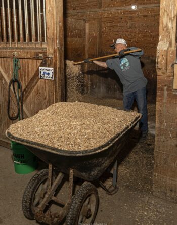 equine emotional regulation therapy, corporate stress reduction, team mindfulness workshops