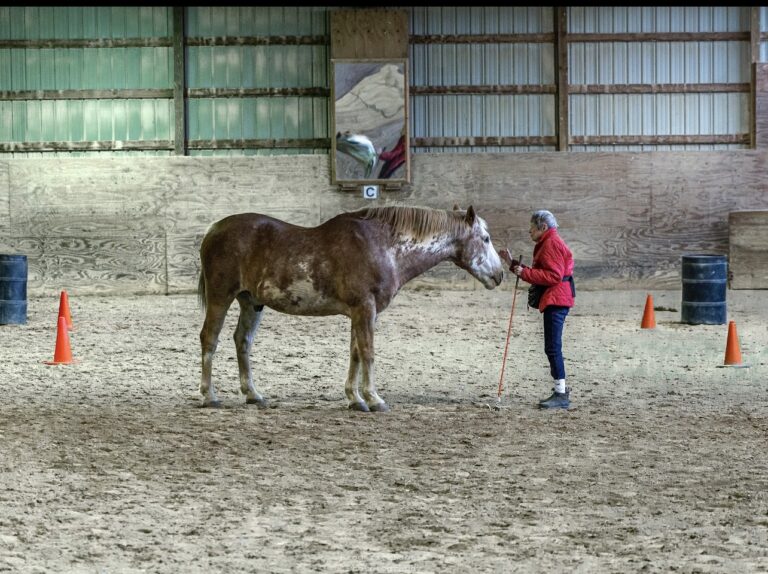 equine therapy retreats, workplace communication training, Kenosha team bonding