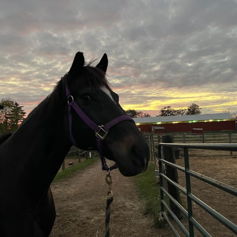 equine emotional regulation therapy, corporate stress reduction, team mindfulness workshops