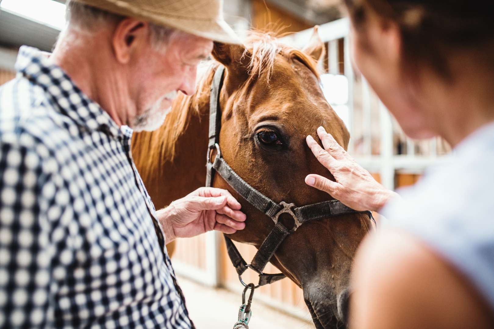 team bonding activities in Kenosha, corporate team building Kenosha, equine-assisted team therapy Wisconsin